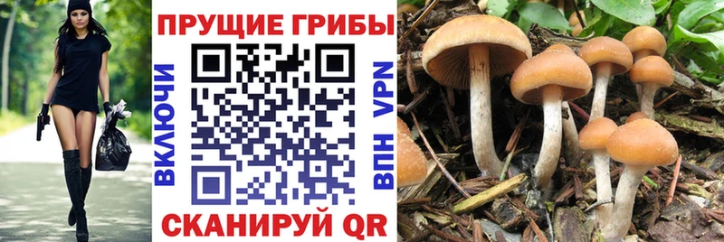 Псилоцибиновые грибы MAGIC MUSHROOMS  Тара 